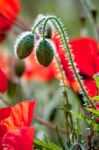 Field Of Poppies In Sussex Stock Photo