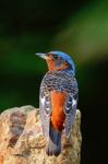 Male White-throated Rock-thrush Stock Photo