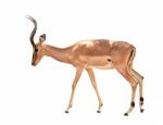 Adult Male Impala Isolated Stock Photo