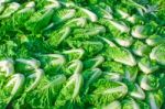 Gruop Of Scattered Chinese Cabbage Stock Photo