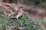 Close-up Of A Chaffinch (fringilla Coelebs) Stock Photo