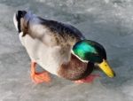 Isolated Picture With A Mallard Standing On Ice Stock Photo