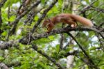 Eurasian Red Squirrel (sciurus Vulgaris) Stock Photo