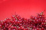 Red Currant Stock Photo