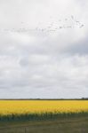 Field Of Canola Plants Stock Photo