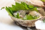 Oyster Stock Photo