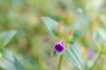 
Purple Wildflowers Born On Stream In The Forest Beautiful Detai Stock Photo