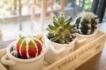 Small Cactus Pots On Wooden Table Stock Photo