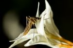 Mosquito Swarmed Flowers Stock Photo