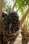 Oil Palm Fruits In The Palm Tree Stock Photo