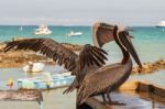 Brown Pelican In The Galapagos Stock Photo