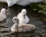 Cute Young Mute Swans Are Swimming In The Lake On The Evening Stock Photo