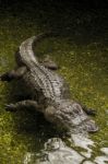 Fearful  American Alligator (alligator Mississippiensis) Swimming Stock Photo