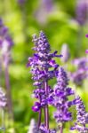 Blue Salvia  Flowers Stock Photo