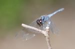 
Dragonfly Wings Perched On Twigs Warm Sunshine Stock Photo