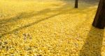 Leaves Of The Ginkgo Tree In Fall On The Ground Stock Photo