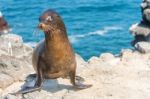 Sea Lion In Galapagos Islands Stock Photo