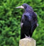 Young Rook - Corvus Frugilegus Stock Photo