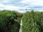 Path To The Lake Balaton Stock Photo