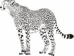 Black And White Cheetah Stock Photo