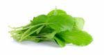 Fresh Green Turnip On The  White Background Stock Photo