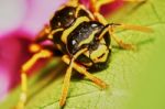 Wasp Sitting On A Leaf Stock Photo