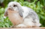 Pet Rabbit Stock Photo