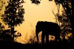 Asia Elephant In The Forest Stock Photo