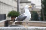 Seagull Bird Stock Photo