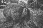 Wombat During The Day Stock Photo