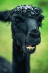 Alpacas In A Field Stock Photo