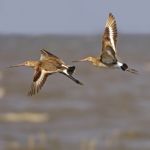 Eastern Black-tailed Godwit Stock Photo