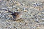 Puffed Up Dunnock Stock Photo