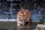 Tiger Walking In Water Stock Photo