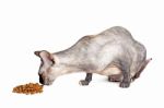 Black Or Blue Canadian Sphynx Cat With Green Eyes Eating Dry Cat Stock Photo