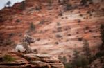 Sitting Big Horn Sheep Stock Photo