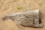 Dead Wood Sink In Sand And Small New One Stock Photo