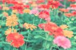 Colorful Flowers For Background Stock Photo