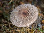 Weathered Fungus At Warnham Nature Reserve Stock Photo