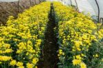 Inside Greenhouse Of Yellow Chrysanthemum Flowers Farms Stock Photo