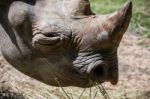 Rhinoceros (rhinocerotidae) Stock Photo