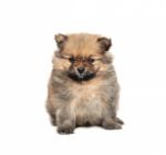 Pomeranian Stock Photo