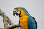 Blue-and-yellow Macaw Stock Photo