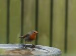 Robin Redbreast Stock Photo