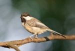 Picture With A Cute Chickadee Bird Sitting Stock Photo