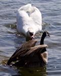 Swan Is Attacking The Canada Goose Stock Photo