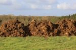 Manure For Agriculture Stock Photo