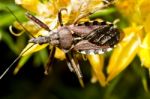 Assassin Bug (rhynocoris Cuspidatus) Stock Photo