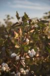 Cotton Field In Oakey, Queensland Stock Photo