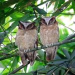 White-fronted Scops Owls Stock Photo